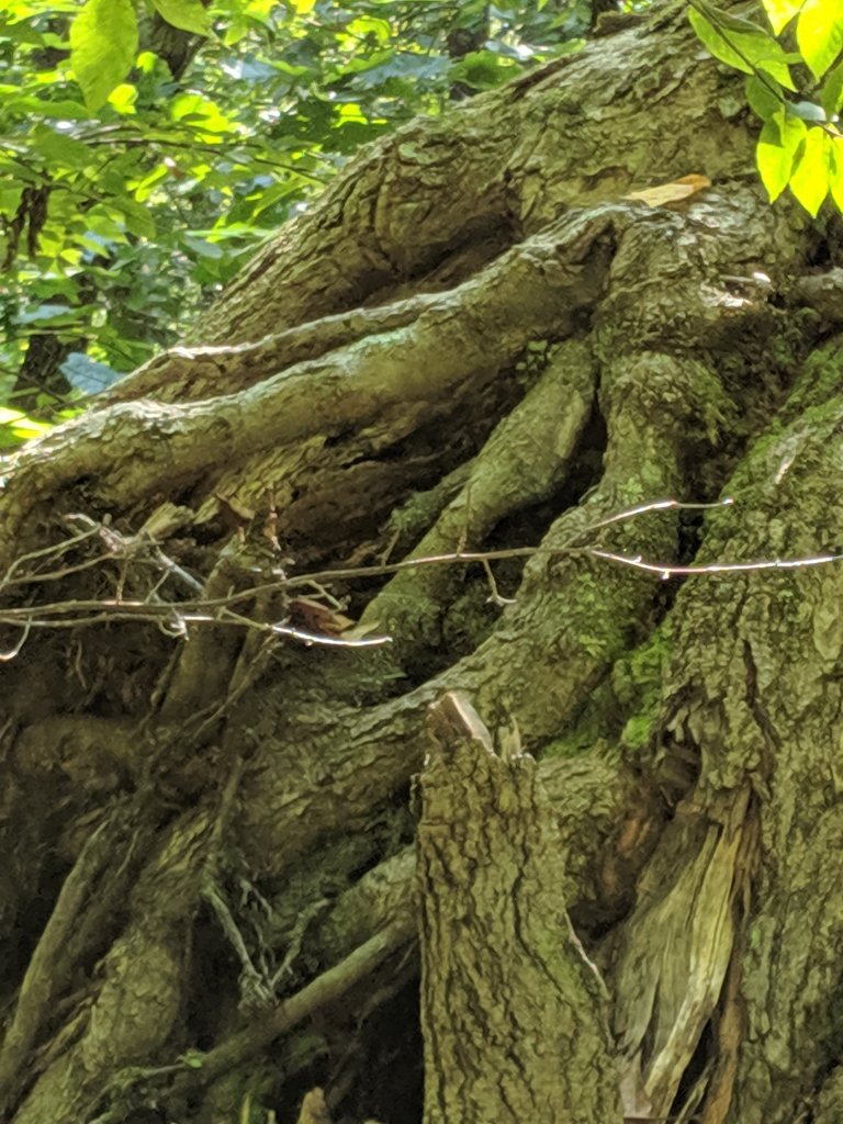 close up of exposed root system