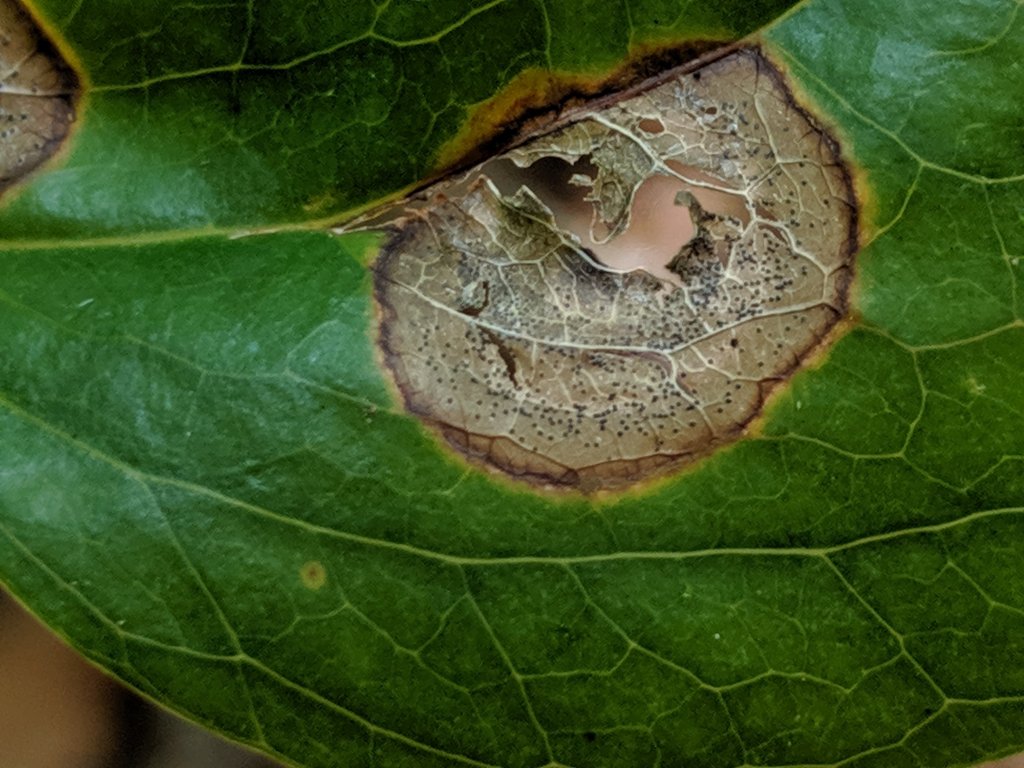 close up of hole in leaf
