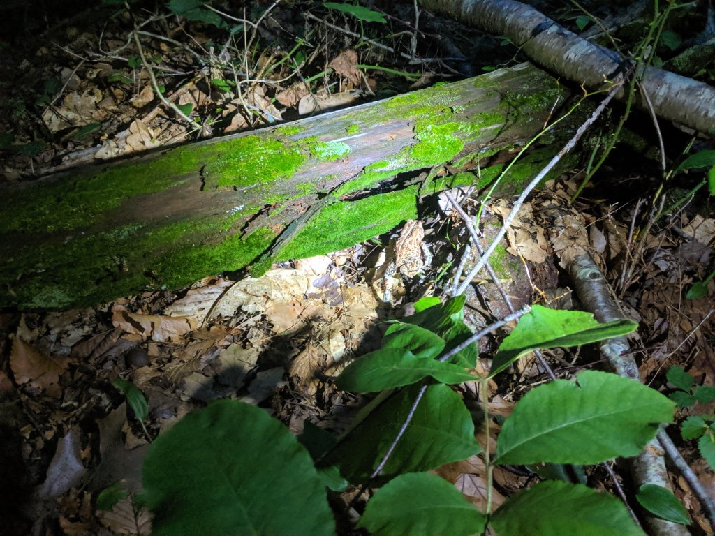 a toad after sunset hunched against a fallen log