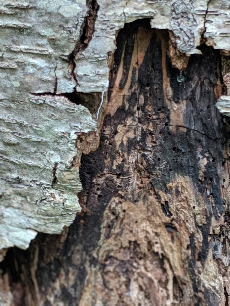 close up of tree