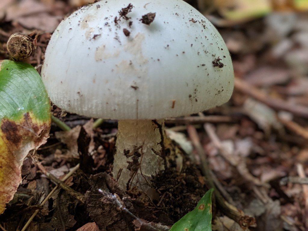white mushroom covered in dirt
