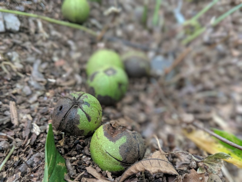 closeup shot of treenuts on the ground