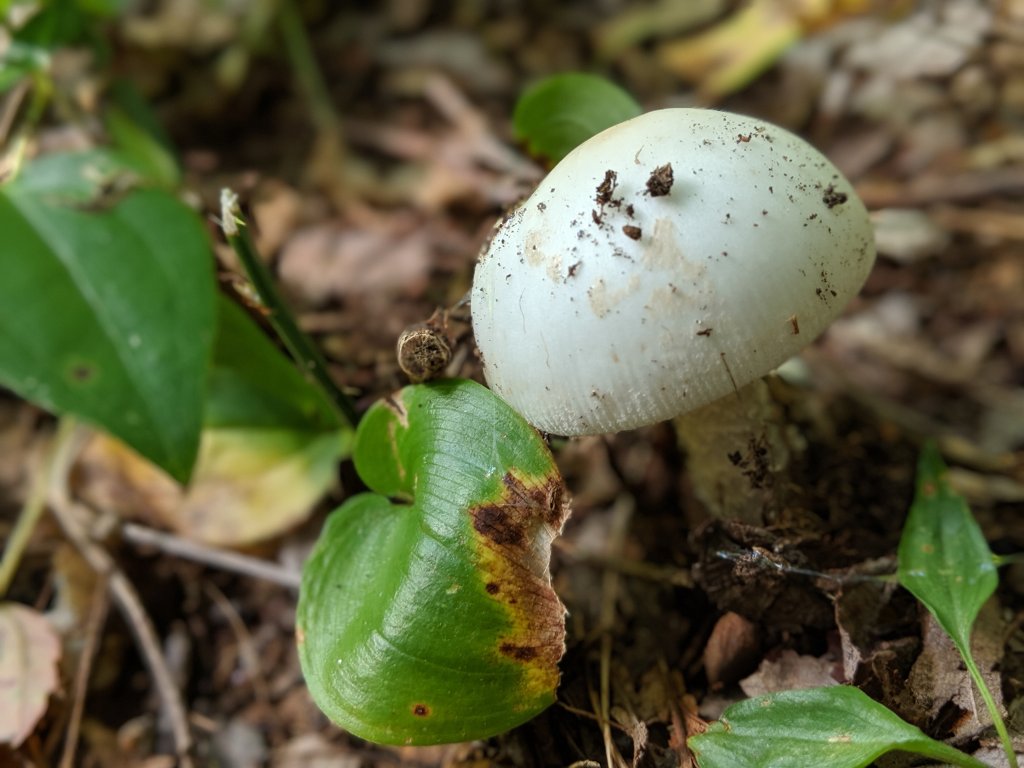 mushroom