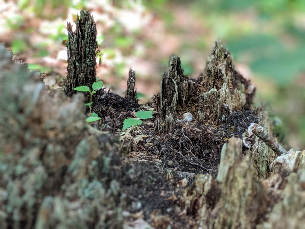close up of plant growing on dead tree stump