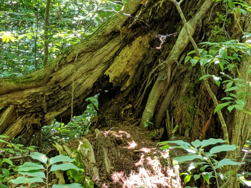 close up of exposed root system