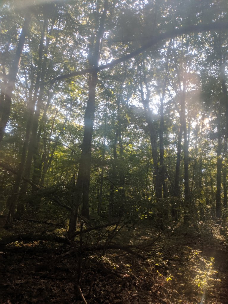 trees with sunglith filtered through polarized lens