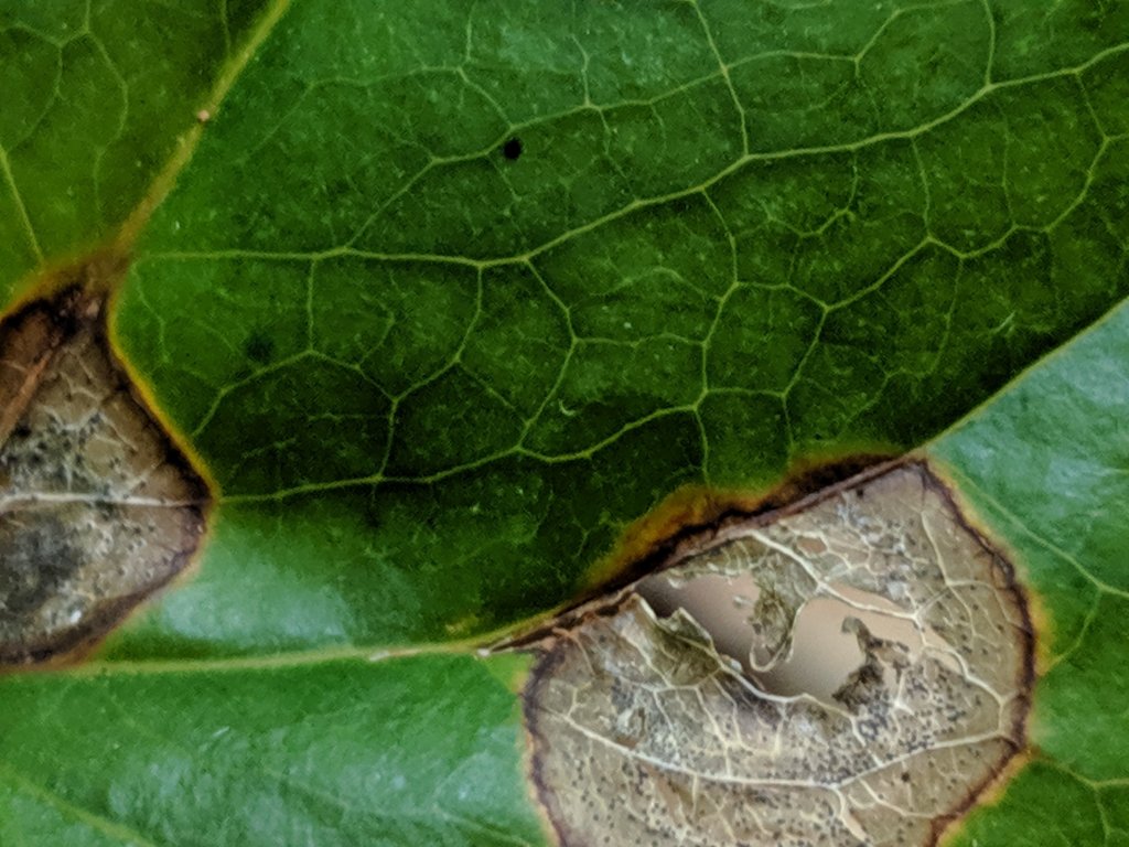 clsoe up of hole in leaf