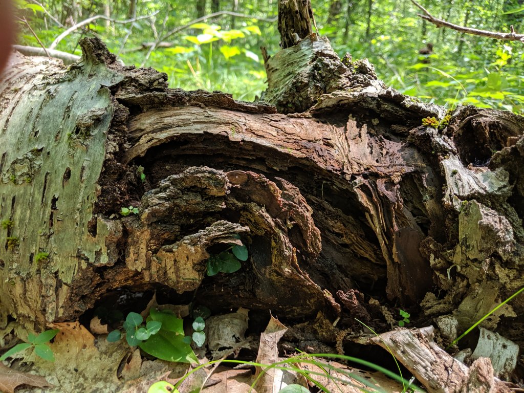 fallen tree with decaying bark