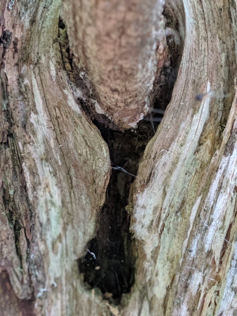 close up of wishbone hole in a tree