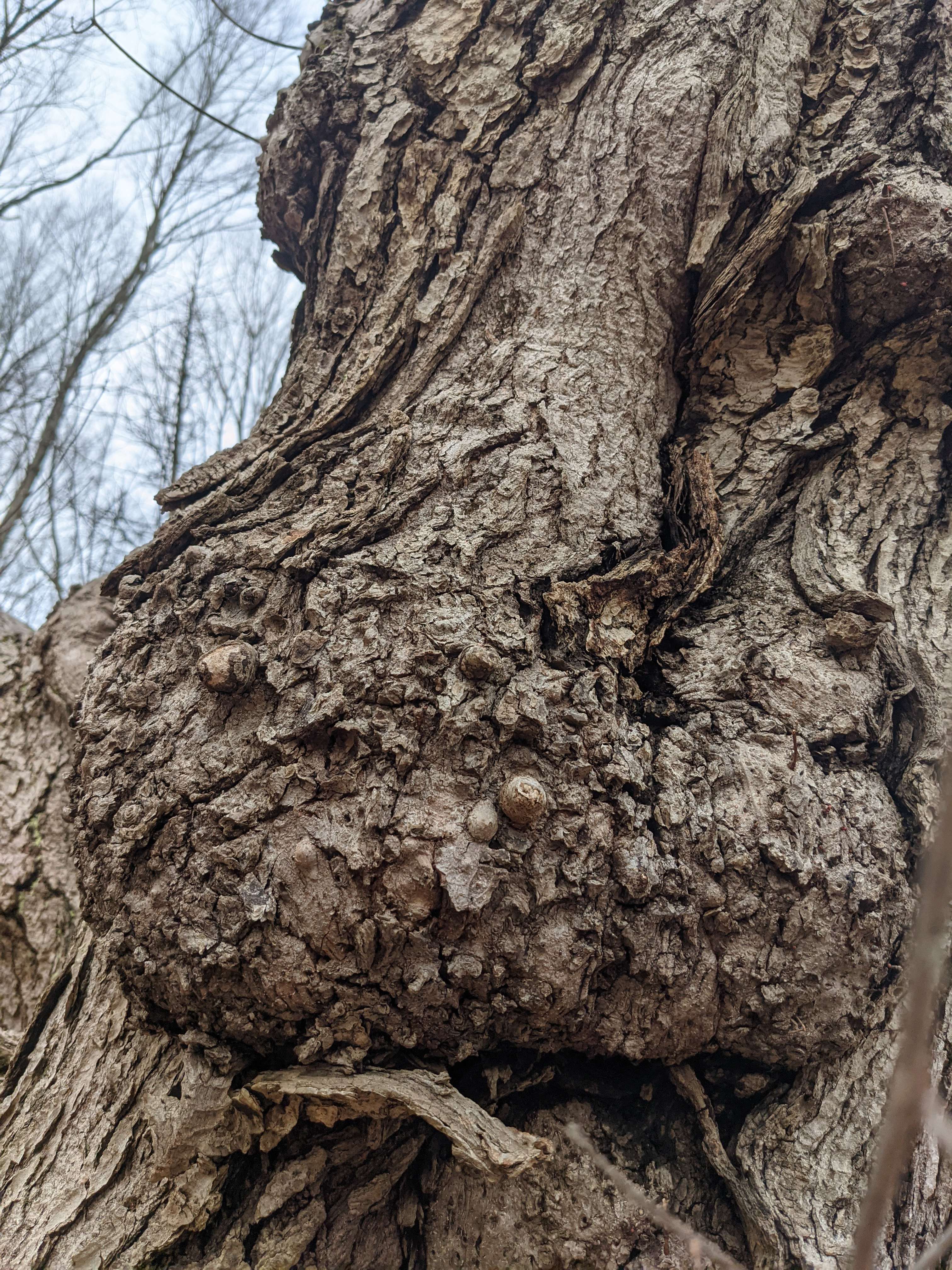 tree with growth that looks like nose