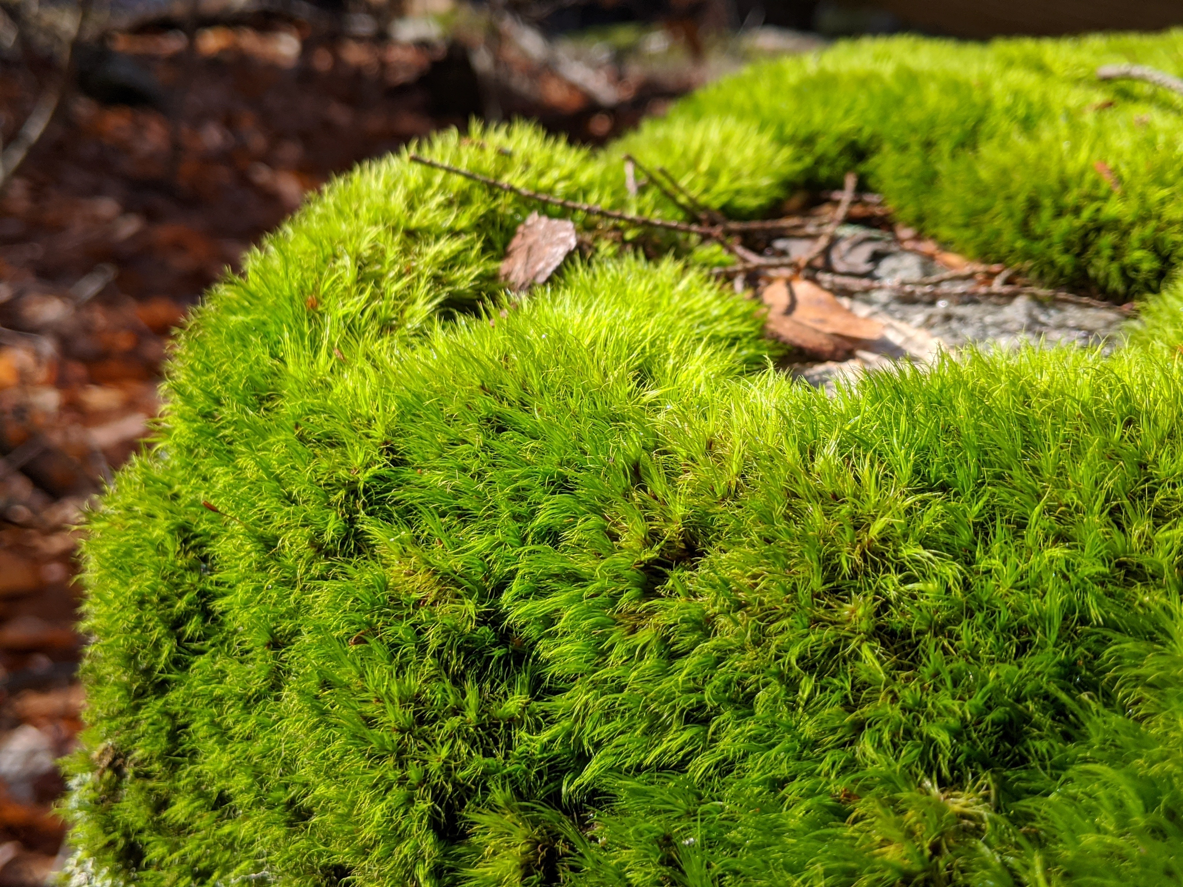 clsoe up of moss on rock
