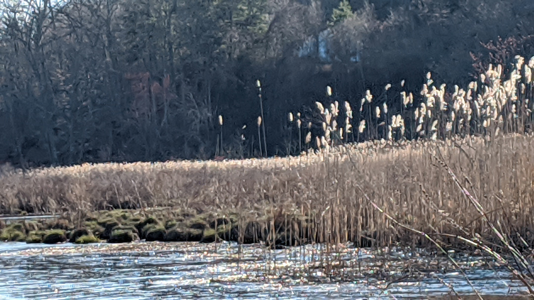 willows framing brackish river