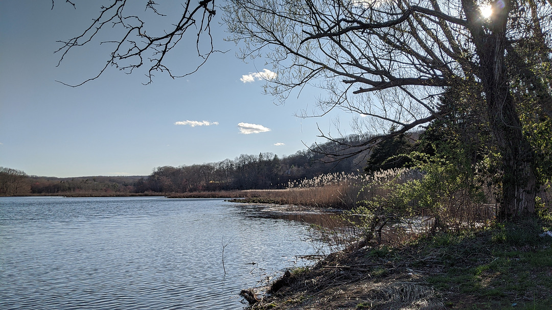 leafless tree dangling over river