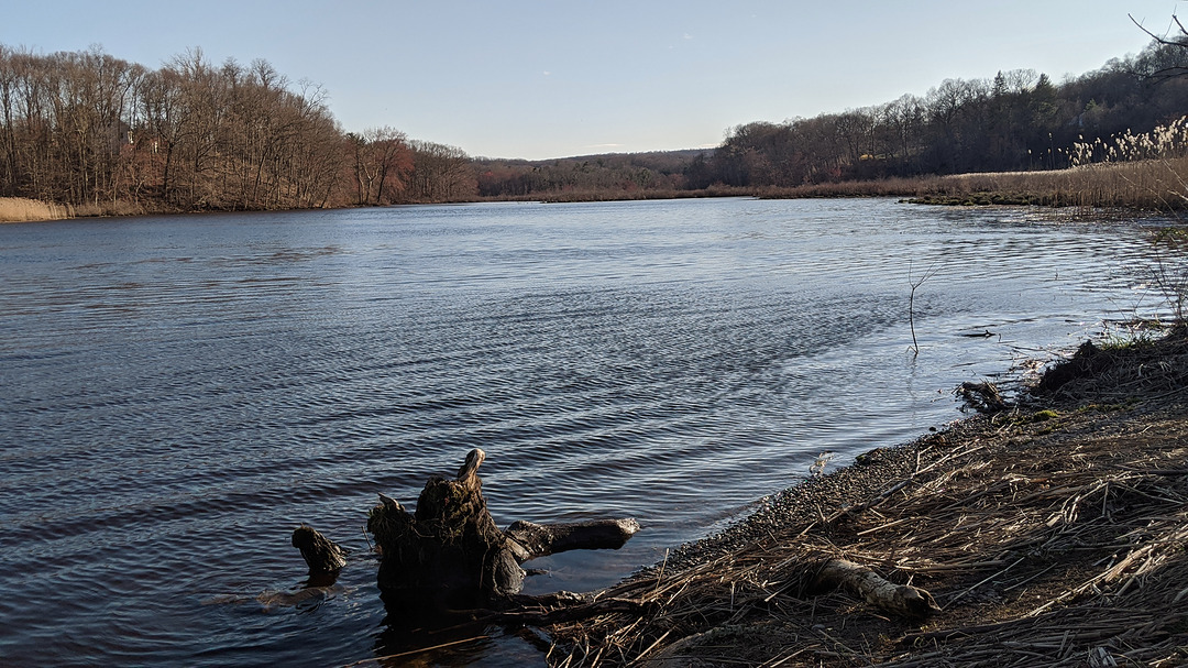 rotting trunk half submerged in river