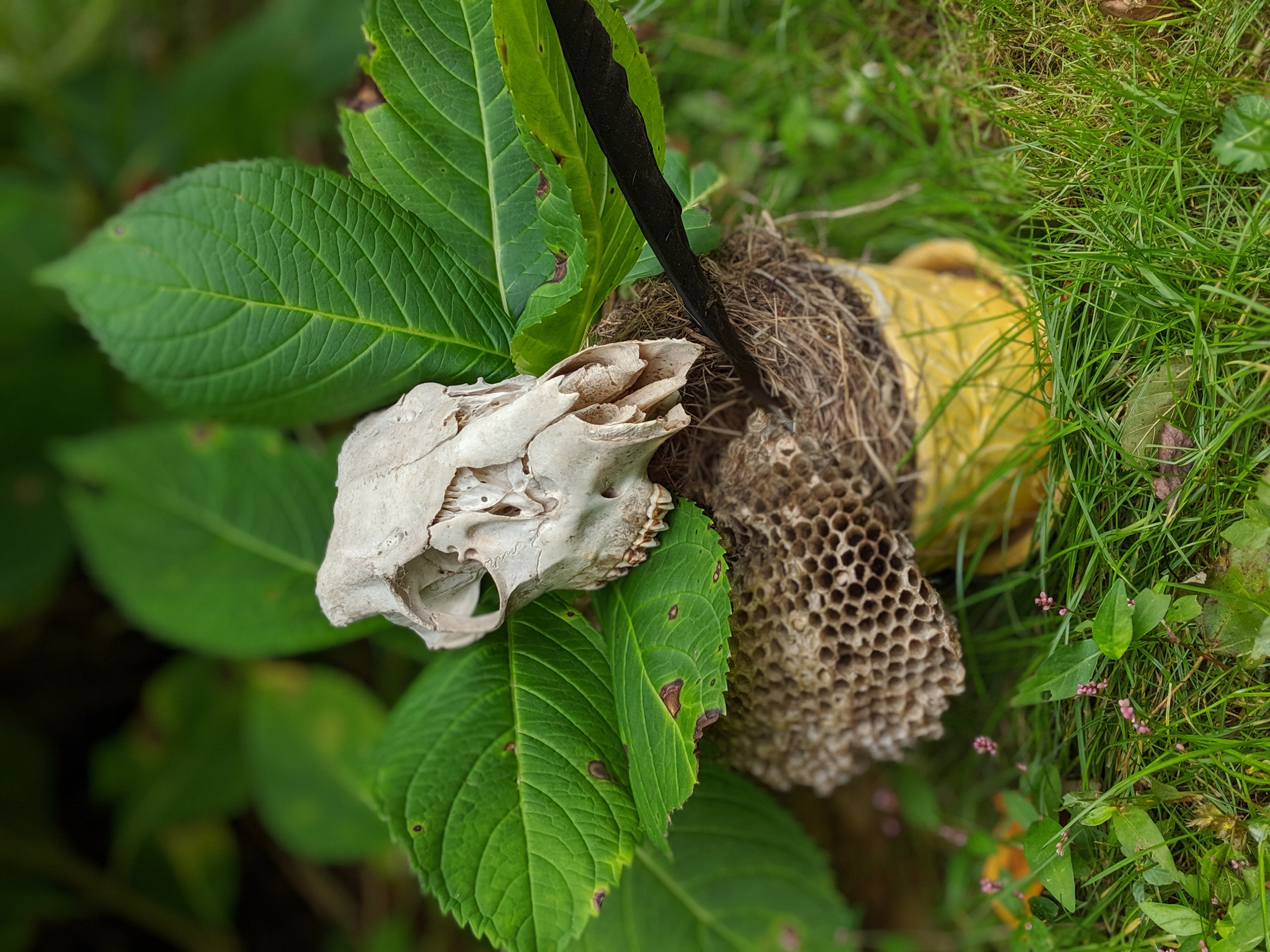 bouquet of a deer skull balanced on a wasp nest with a crow feather sitting in a vase in front of hydrangea bush
