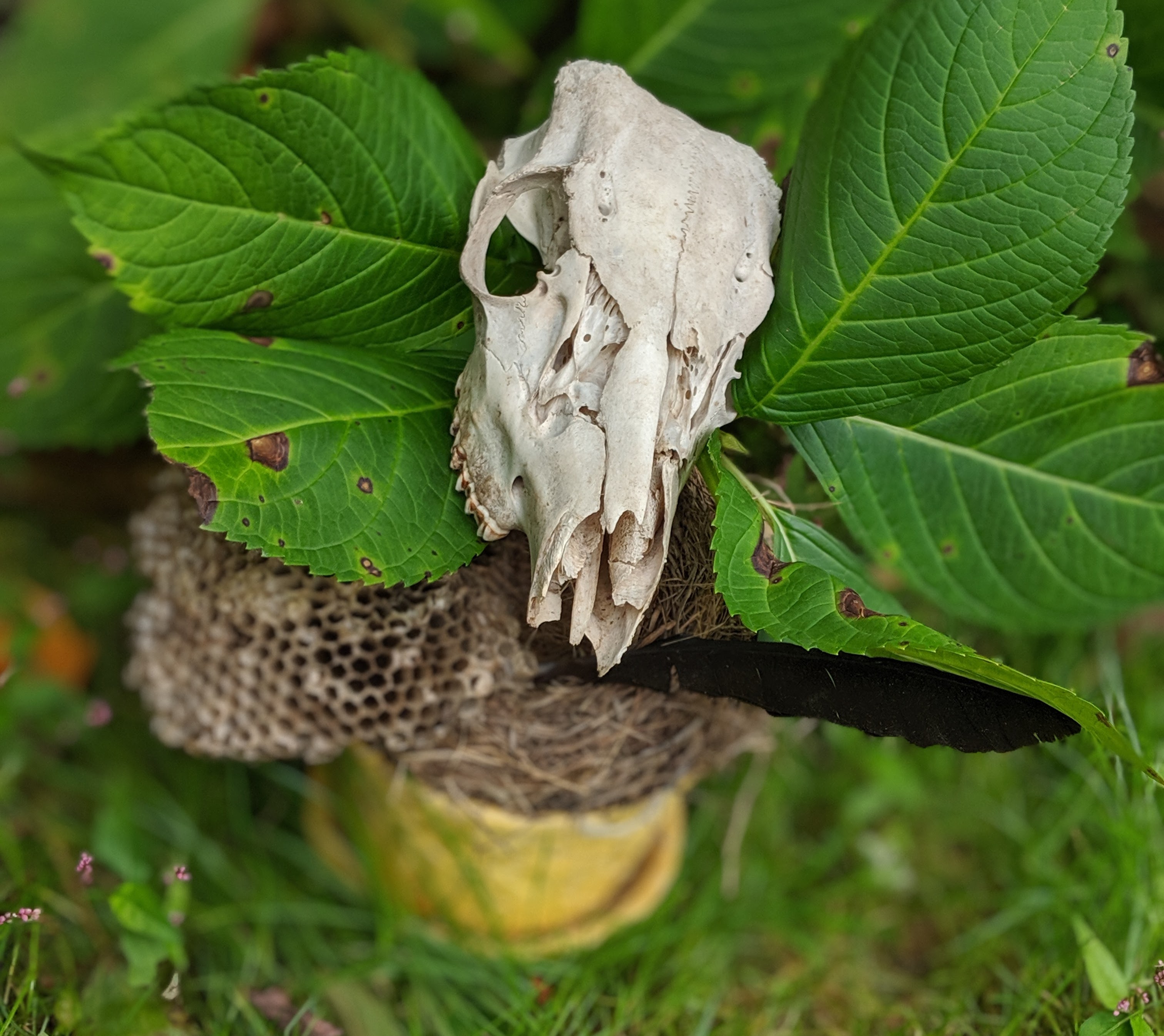 bouquet of a deer skull balanced on a wasp nest with a crow feather sitting in a vase in front of hydrangea bush