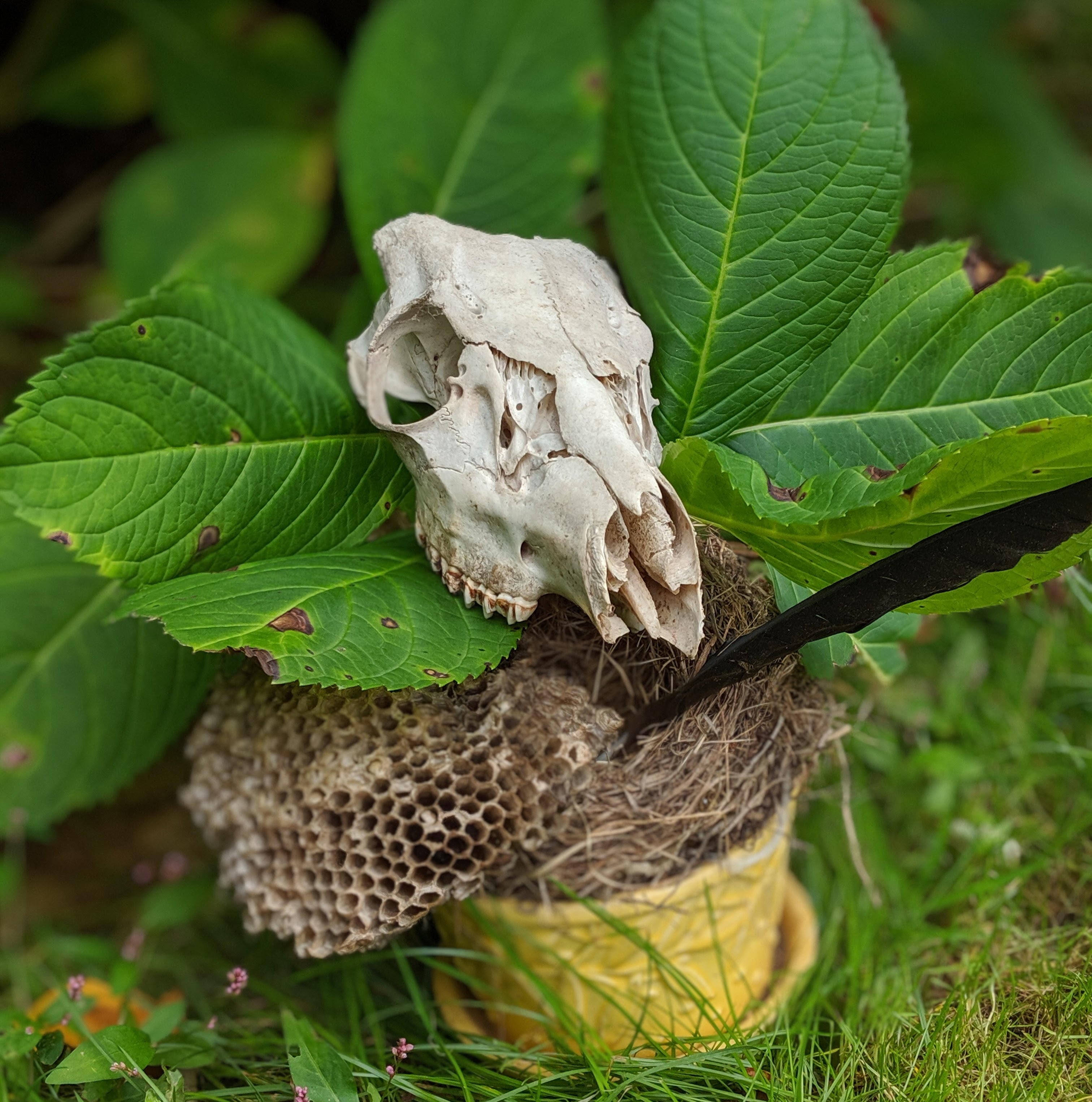 bouquet of a deer skull balanced on a wasp nest with a crow feather sitting in a vase in front of hydrangea bush